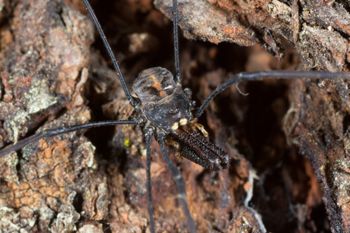 Media type: image;   Invertebrate Zoology 133454